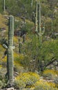 Brittlebush and ocotillo bloom with saguaro cactus