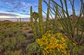 Brittlebush Royalty Free Stock Photo