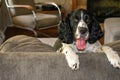 A Brittney Spaniel dog sitting on the couch Royalty Free Stock Photo