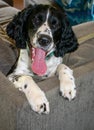 A Brittney Spaniel dog sitting on the couch Royalty Free Stock Photo