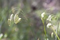 Briza maxima, aka big quaking or large quaking grass, blowfly or rattlesnake grass, shelly, rattle or shell grass Royalty Free Stock Photo