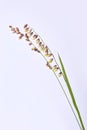 Briza media grass on a white background. Perennial Common Quaking Grass Royalty Free Stock Photo