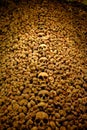 Brno Ossuary in dungeon of St James Chuch