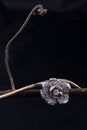 Broach on branch Royalty Free Stock Photo