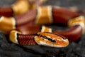 Broad-banded mountain rat snake (Oreophis porphyraceus laticinctus)