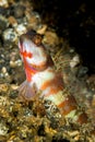 broad-banded shrimpgoby fish Royalty Free Stock Photo