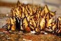 Group of butterfly. Broad banded Swallowtail butterflies, Argentina