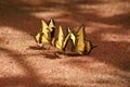 Group of butterfly. Broad banded Swallowtail butterflies