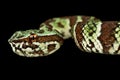 Broad-banded Temple Pitviper Tropidolaemus laticinctus