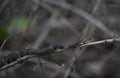 Broad-Banded Water Snake Basking