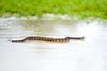 Broad-banded water snake crossing a sandy path