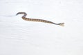 Broad-banded water snake crossing a sandy path