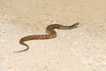 Broad-banded water snake crossing a sandy path
