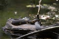 Broad-banded Water Snake on a Log