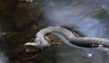 Broad-Banded Water Snake Swimming