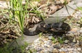 Broad-Banded Water Snakes Mating