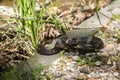 Broad-Banded Water Snakes Mating