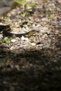 Broad-Banded Water Snakes Mating