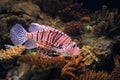 Broad barred firefish