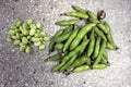 Broad bean, faba bean Royalty Free Stock Photo