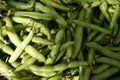 Broad bean, Faba bean Royalty Free Stock Photo