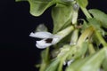 Broad bean flower, Vicia faba Royalty Free Stock Photo