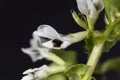 Broad bean flower, Vicia faba Royalty Free Stock Photo