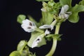 Broad bean flower, Vicia faba Royalty Free Stock Photo