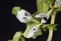 Broad bean flower, Vicia faba Royalty Free Stock Photo