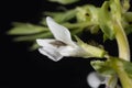 Broad bean flower, Vicia faba Royalty Free Stock Photo