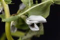 Broad bean flower, Vicia faba Royalty Free Stock Photo