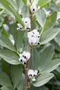 Broad Bean Flowers Royalty Free Stock Photo