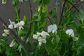 Broad bean flowers in bloom Royalty Free Stock Photo