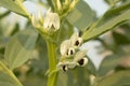 Broad bean flowers in the field, close-up Royalty Free Stock Photo