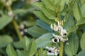 Broad bean flowers and leaves Royalty Free Stock Photo