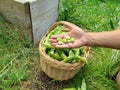 broad bean fruit harvested by hand, in the background basket with broad beans in pods in the vegetable garden Royalty Free Stock Photo