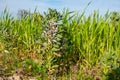 Broad bean plant in bloom stands at the edge of a field Royalty Free Stock Photo