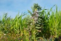 broad bean plant in bloom stands at the edge of a field Royalty Free Stock Photo
