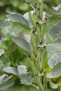 Broad Bean plant in garden. Short pod variety. Aka Fava or Windsor beans. Royalty Free Stock Photo