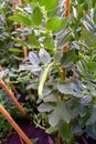 Broad bean plantation