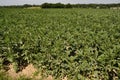 Broad bean plantin field Royalty Free Stock Photo