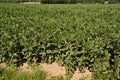 Broad bean plantin field Royalty Free Stock Photo