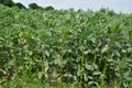 Broad bean plantin field Royalty Free Stock Photo