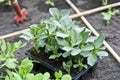 Broad Bean Plants Royalty Free Stock Photo