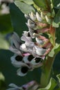 Broad bean plants in flower, variety Witkiem Manita, Vicia Faba also known as field bean, fava, bell, horse, windsor, pigeon and