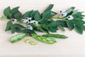 Broad bean plants with flowers, broad bean pods and seeds on a light background.A large green  fresh legumes.The concept of Royalty Free Stock Photo