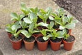 Broad bean plants Royalty Free Stock Photo