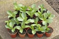 Broad bean plants Royalty Free Stock Photo