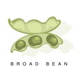 Broad Bean Pod, Infographic Illustration With Realistic Pod-Bearing Legumes Plant And Its Name