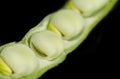 Broad bean seeds Royalty Free Stock Photo